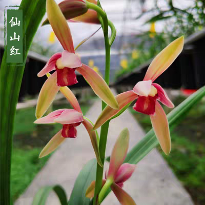 zb 建兰 仙山红（7月—11月1日带花苞）室内绿植花卉