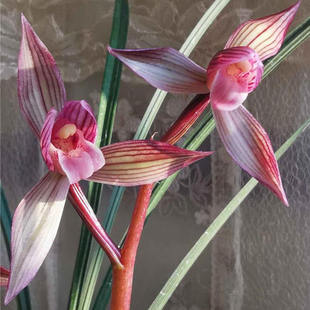 春剑红素 都江红素（10月—2月带花苞） 花杆红花绿植花卉