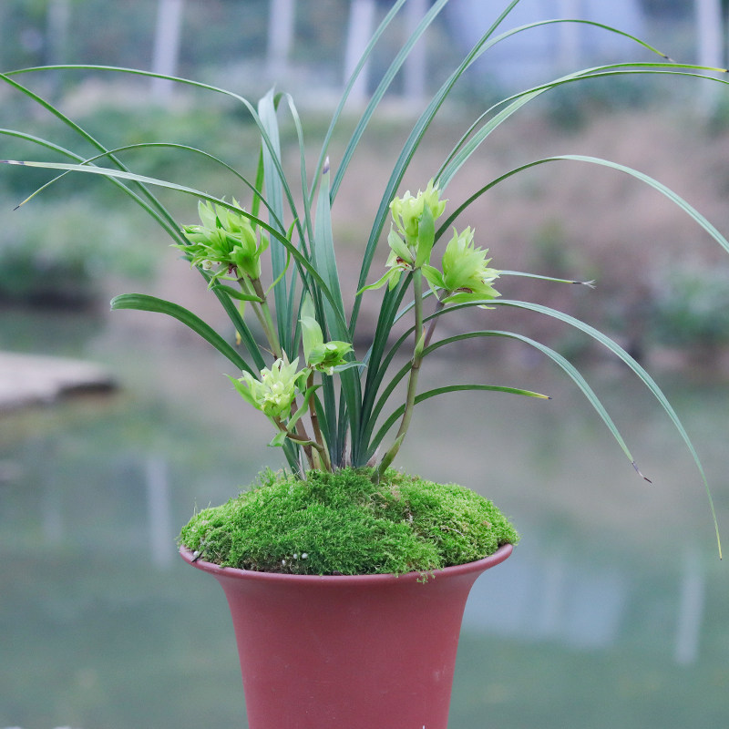 新品春剑奇花大唐盛世室内绿植盆栽花卉吸甲醛家庭养兰