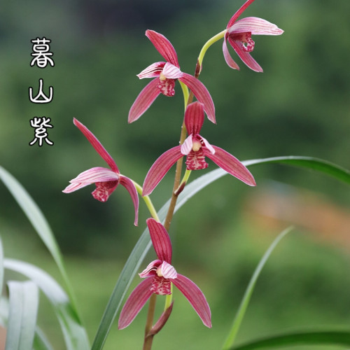 建兰八大红花铭品暮山紫 7月—12月带花苞 室内绿植盆栽花卉