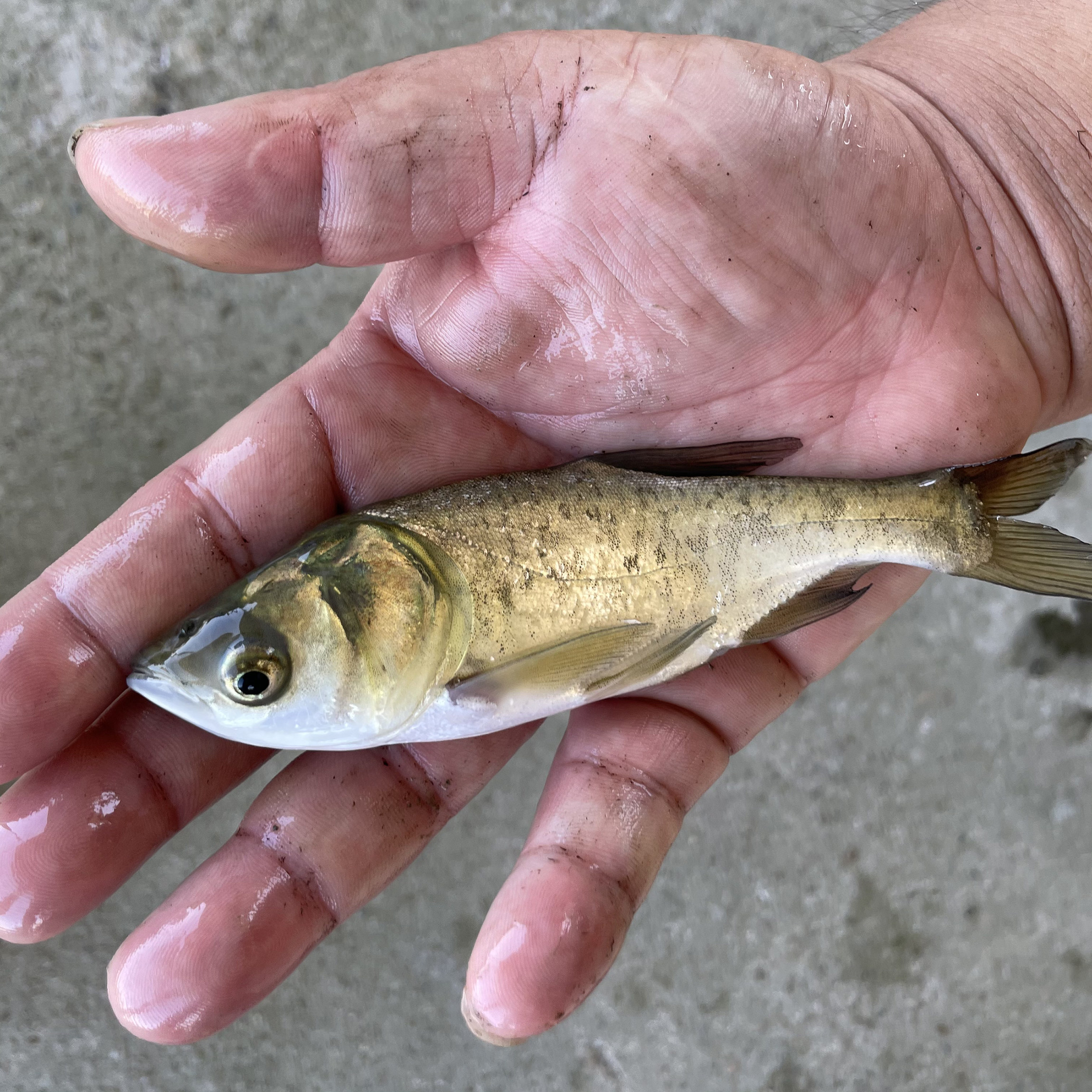花鲢鱼苗大头鱼苗胖头鱼苗鳙鱼金大头金色花鲢四大家鱼活体淡水鱼