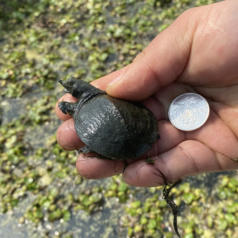 外塘乌鳖苗全黑小甲鱼王八苗包活包损养殖活体中华苗水鱼杂食包邮