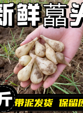 农家新鲜荞头现挖新鲜芥头自种藠头茭头教头大个腌制一整箱