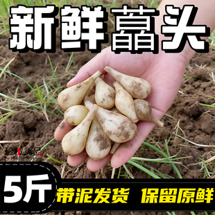 农家新鲜荞头现挖新鲜芥头自种藠头茭头教头大个腌制一整箱
