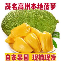 茂名本地菠萝蜜非海南菠萝黄肉香甜脆口干苞当季新鲜水果广东包邮