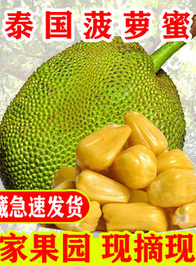 现摘泰国新鲜水果广东菠萝蜜