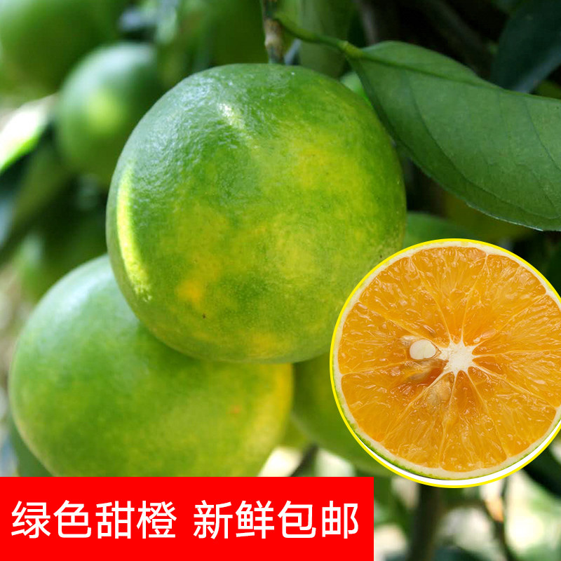 海南琼中绿橙热带新鲜水果当季果园采摘非脐橙柑橘酸甜10斤包邮
