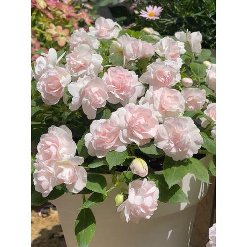 Impatiens Balsamina Seeds, Easy Grow All Year