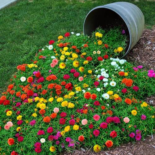 Portulaca Grandiflora Seeds,Easy Grow All YearPerennialSeeds