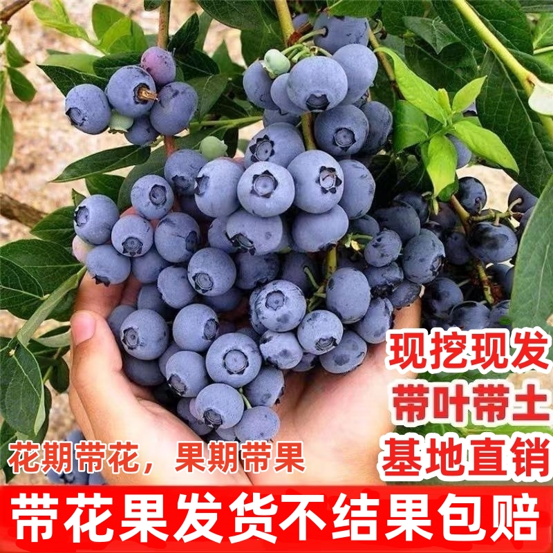 蓝莓树果苗带土南北方种植地栽特大阳台矮化盆栽绿宝石兔眼蓝莓苗 鲜花速递/花卉仿真/绿植园艺 果树 原图主图