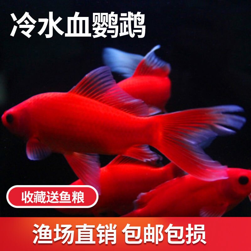 冷水鹦鹉鱼招财鱼血鹦鹉红金鱼冷鱼