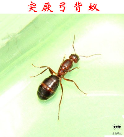 2019新后 突厥弓背蚁 宠物蚂蚁 爬宠活体蚁后 摄影 科普 昆虫|ruв категории животное/Животное питание и принадлежностей, рептилии/насекомых и принадлежностей, муравей - от Buy2taobao.com для оказания профессиональной услуги покупки агента Taobao