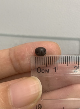 超mini泰迪熊毛绒玩偶手工黏土鼻子配件diy5mm玩具动物熊鼻子黑色