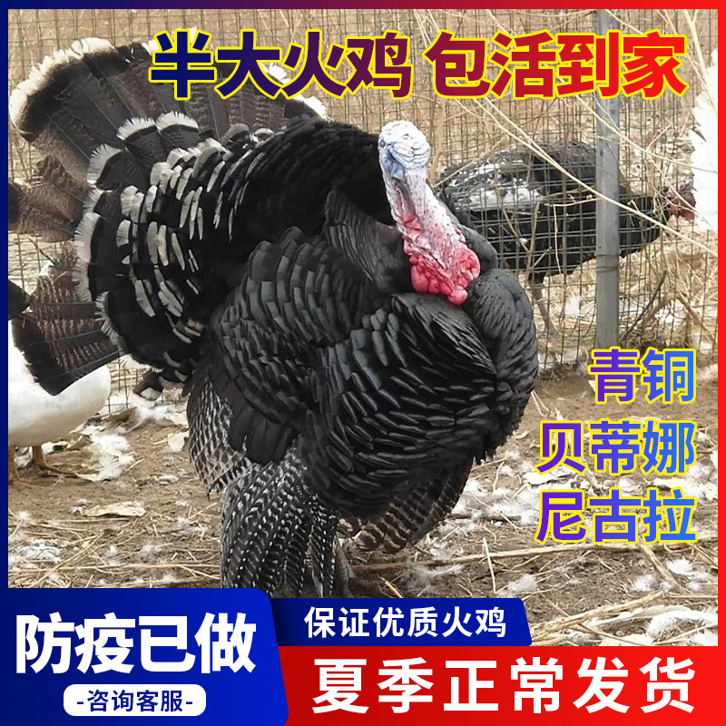 火鸡活体 成年青铜 尼古拉火鸡宠物鸡