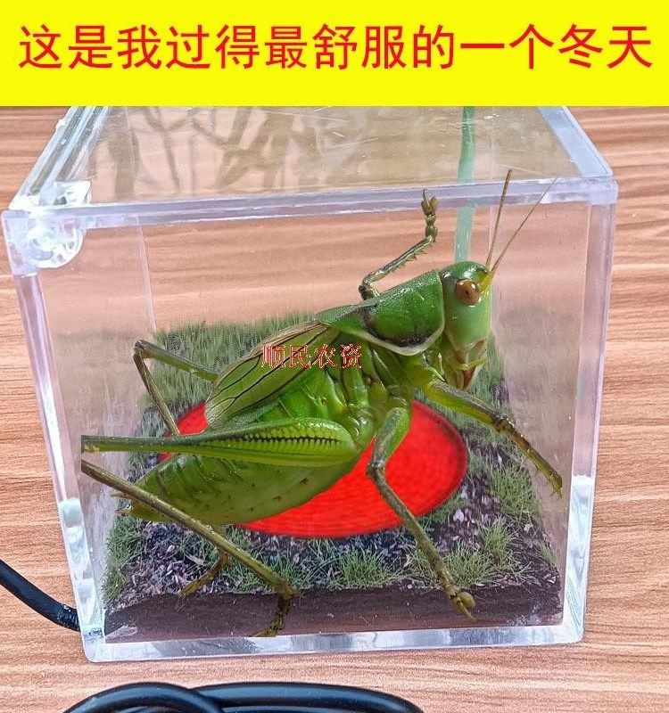 蝈蝈过冬保温箱专用恒温罐鸣虫恒温盒罐保温造景生态箱宠物罐过冬