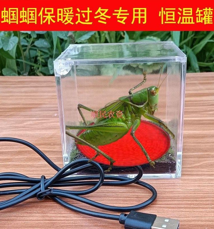 蝈蝈过冬保温箱专用恒温罐鸣虫恒温盒罐保温造景生态箱宠物罐过冬