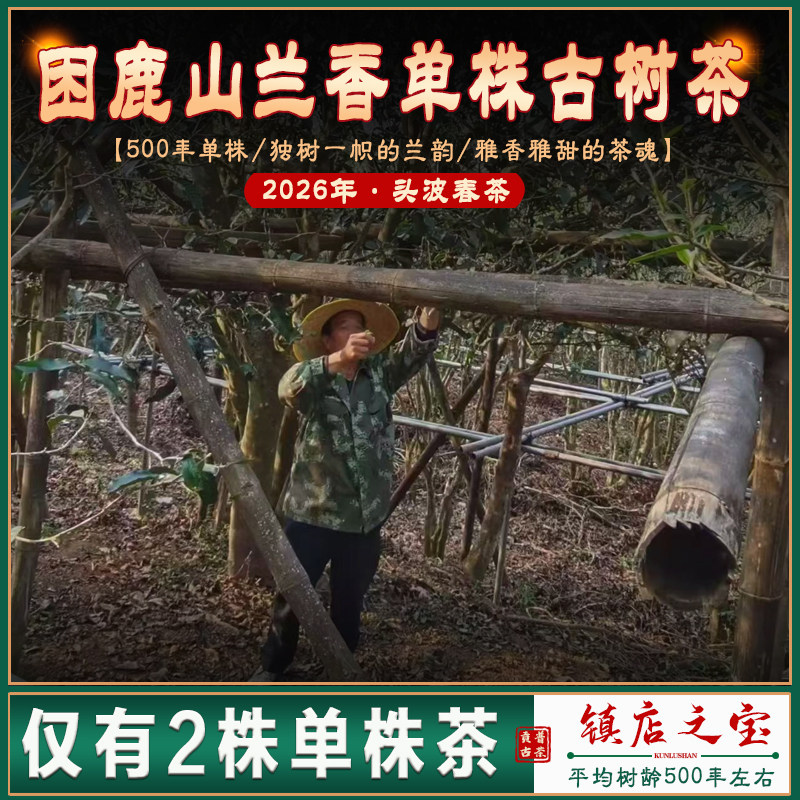 困鹿山500年单株古树茶-镇店之宝
