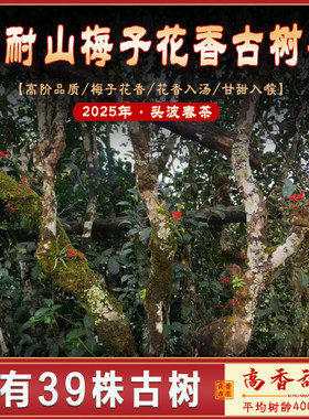 400年邦耐山-梅子花香蜜甘甜单株