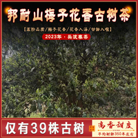 云南普洱生茶困鹿山茶区350-400年邦耐山梅子香冰糖甜古树头春茶