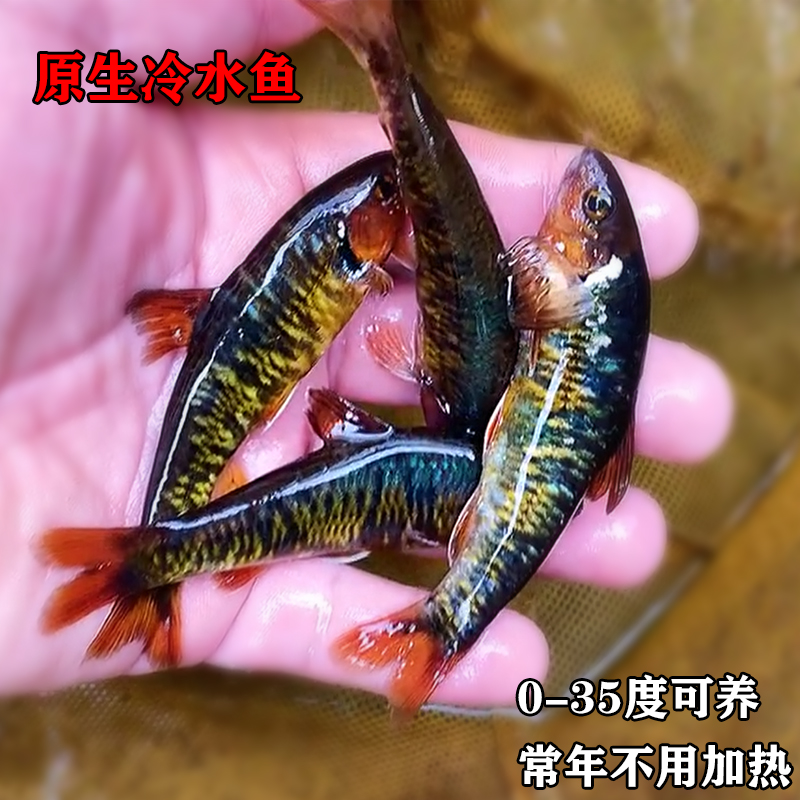 好养耐活冷水鱼淡水原生观赏鱼活体小型溪流鱼黑鳍鳈工具鱼苗练手