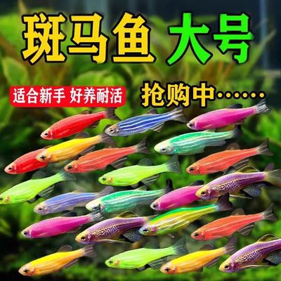 斑马鱼白云金丝鱼灯科鱼好养易活