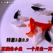 新手好养鱼 玛丽球鱼 热带鱼 皮球鱼 小型淡水观赏鱼活体 胎生鱼