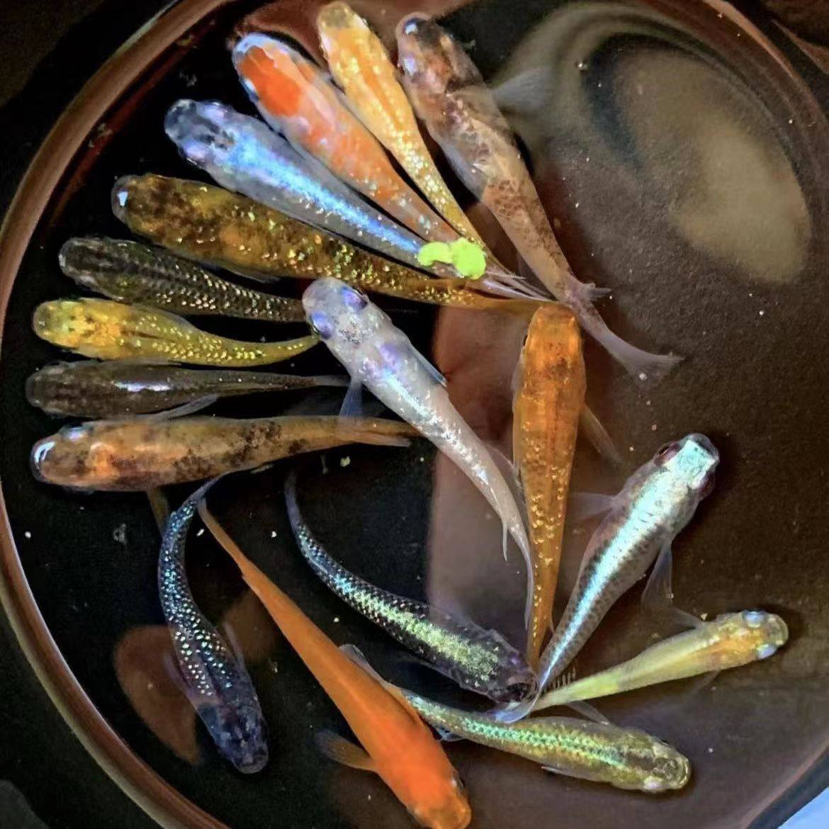 观背青鳉 淡水观赏鱼活体 冷水原生鱼不打氧小型鱼苗鱼缸宠物包邮