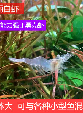 大个体秀丽白虾花腰原生包邮除藻