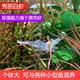 观赏除藻工具虾 包邮 秀丽白虾花腰虾活体原生清洁草缸 小宠物淡水