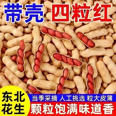 农家自种生花生带壳晒干红皮花生东北四粒红生花生带壳原味花生