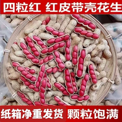 东北四粒红带壳生花生新鲜晒干