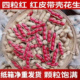 今年新东北四粒红红皮花生新鲜带壳小粒红花生批发生花生带壳晒干