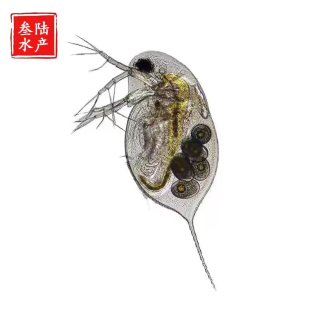 水蚤鱼虫蹦蹦虫易繁殖自家养殖繁殖干净高蛋白幼鱼鱼苗开口活饲料
