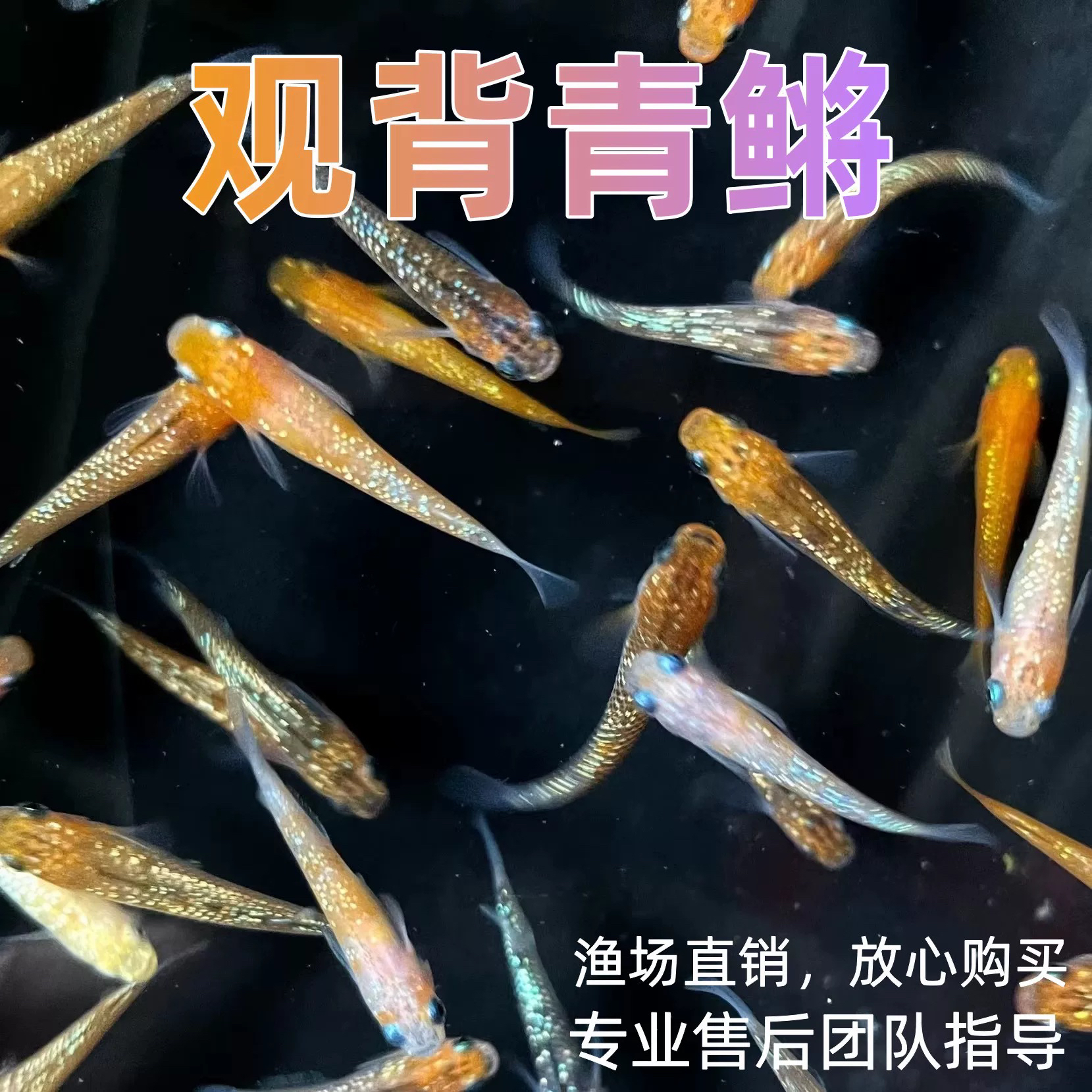 观背青鳉观赏鱼冷水鱼好养耐活小型锦鲤金鱼淡水鱼不打氧活体鱼苗
