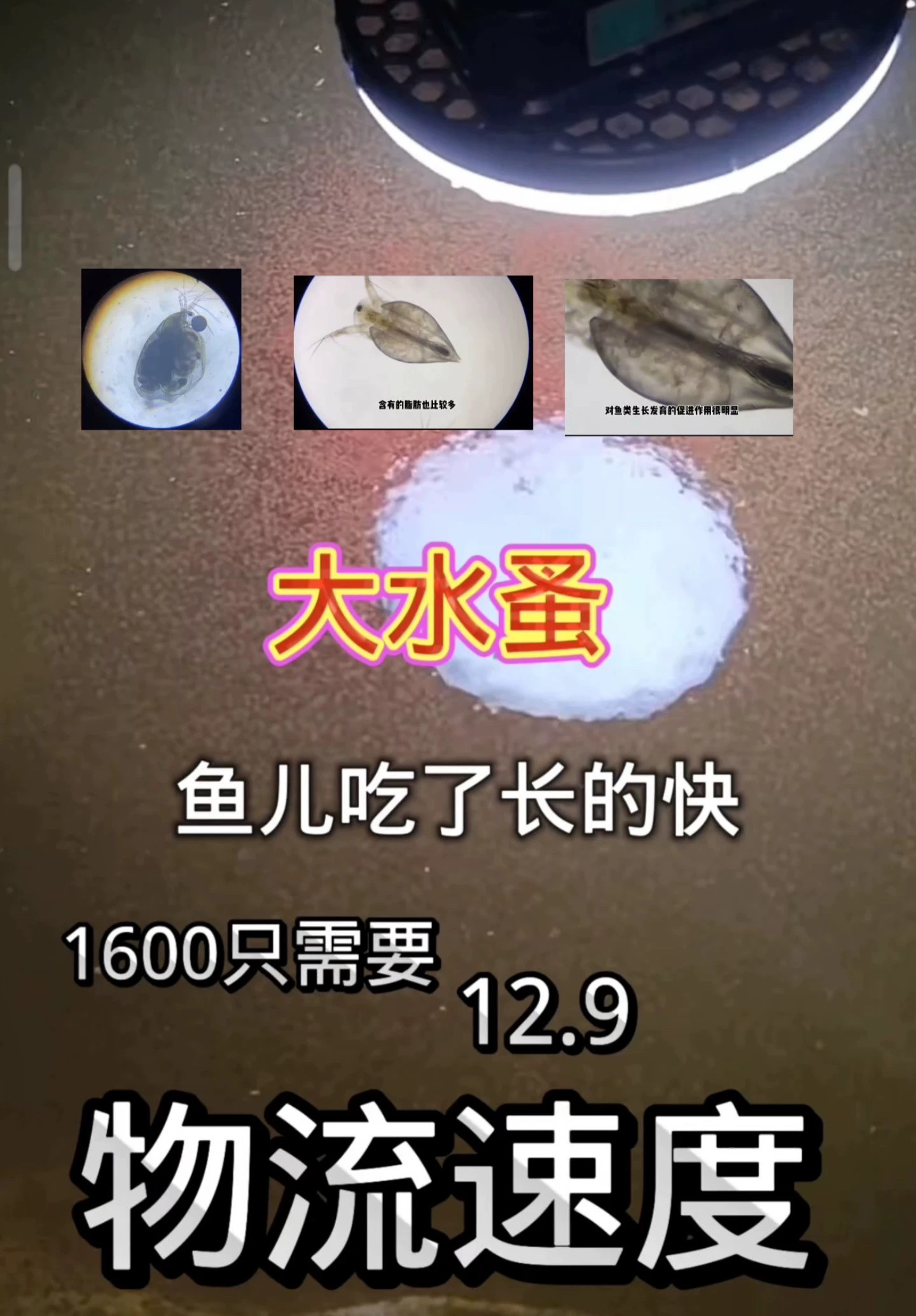 鱼虫水蚤活食草履虫高蛋白观赏鱼观赏鱼饲料