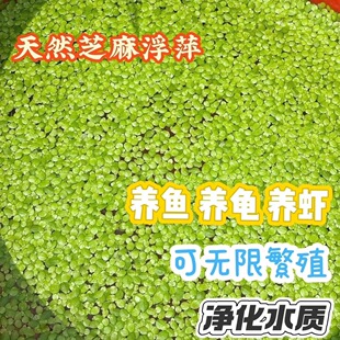 水族小叶芝麻浮萍水草鱼缸净化水质造景养龟绿植耐阴易活不挑光