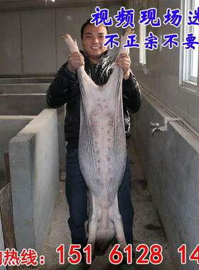 苏太母猪纯种太湖母猪种公猪活猪仔小猪仔活种猪幼崽高产原种包邮