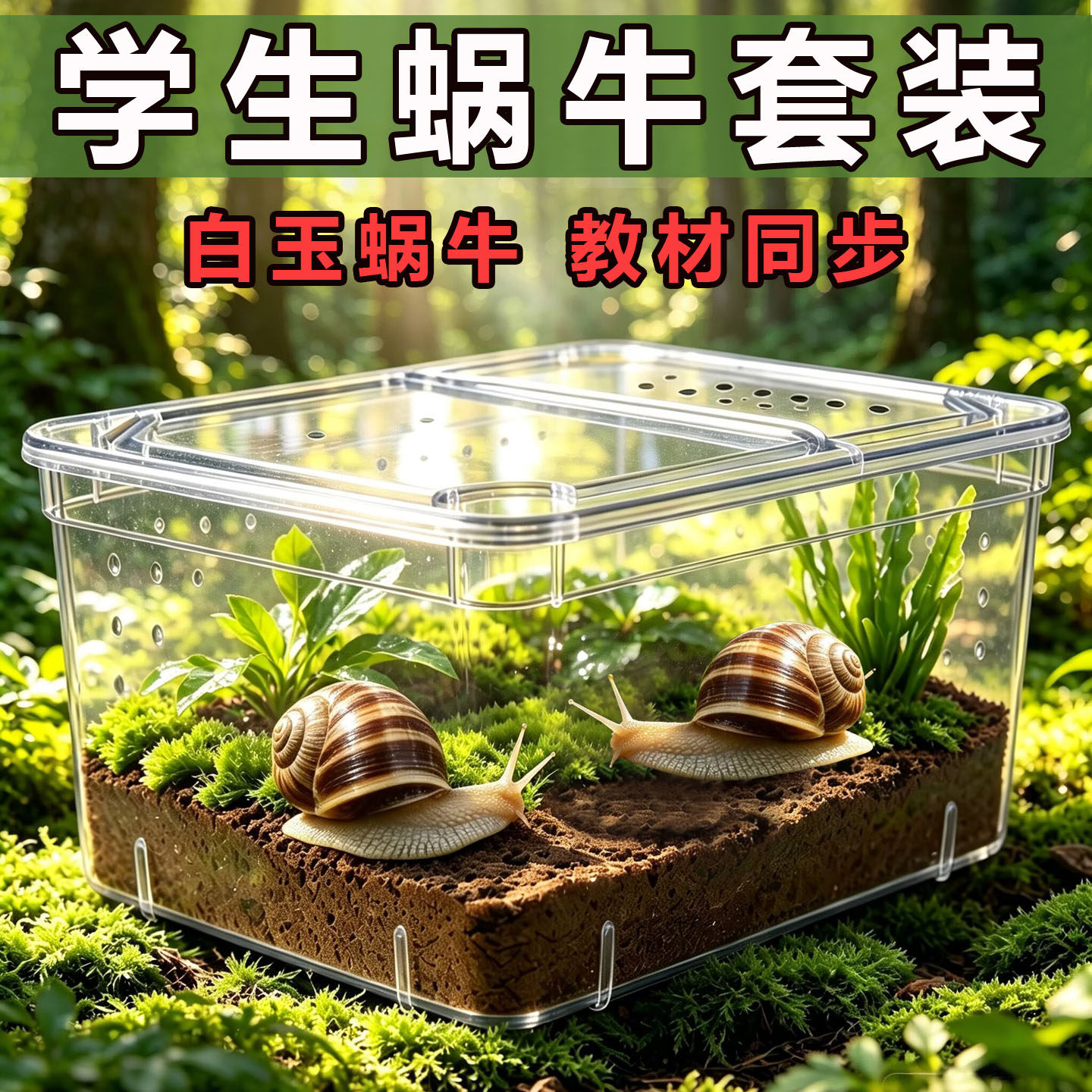 宠物白玉蜗牛活体学生科学实验观察套装巨型大蜗牛观赏教学小蜗牛