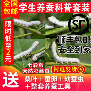 蚕宝宝活体幼虫蚕子蚕卵蚕种嫩桑叶新鲜春蚕天然金丝学生养蚕套装