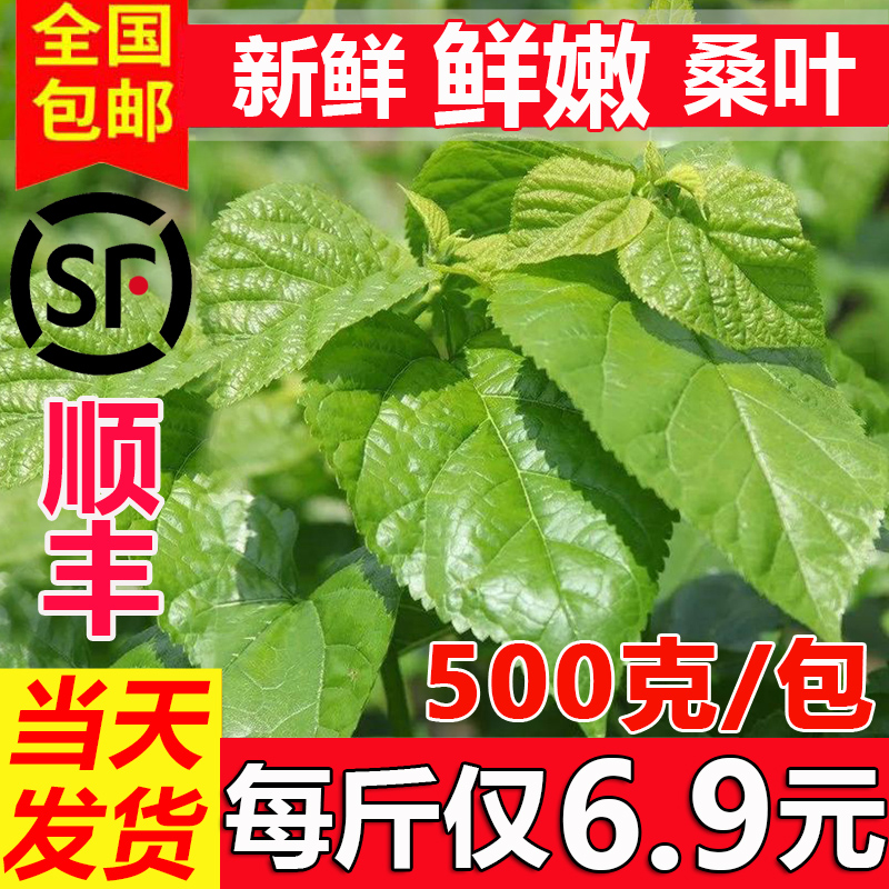 新鲜桑叶喂蚕现摘桑树叶学生养蚕套装鲜嫩食物大小蚕卵蚕宝宝饲料