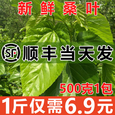 【顺丰当天发】桑叶新鲜500克蚕宝宝嫩桑叶大小喂蚕饲料桑树叶1斤