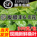 新鲜嫩 新鲜桑叶喂蚕桑树叶蚕卵蚕宝宝学生养蚕套装 顺丰当天发