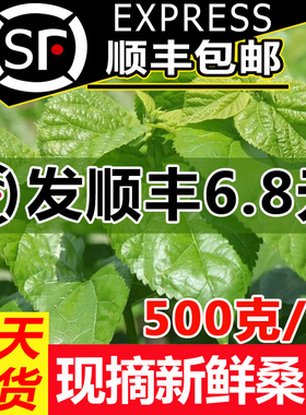 【顺丰当天发】新鲜桑叶喂蚕桑树叶蚕卵蚕宝宝学生养蚕套装新鲜嫩