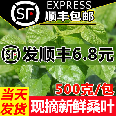 【顺丰当天发】新鲜桑叶喂蚕宝宝