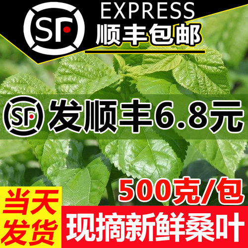 【顺丰当天发】新鲜桑叶喂蚕宝宝