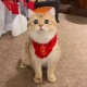 猫咪狗狗围脖新年宠物配饰装 饰围巾红色可爱毛线保暖针织小狗喜庆