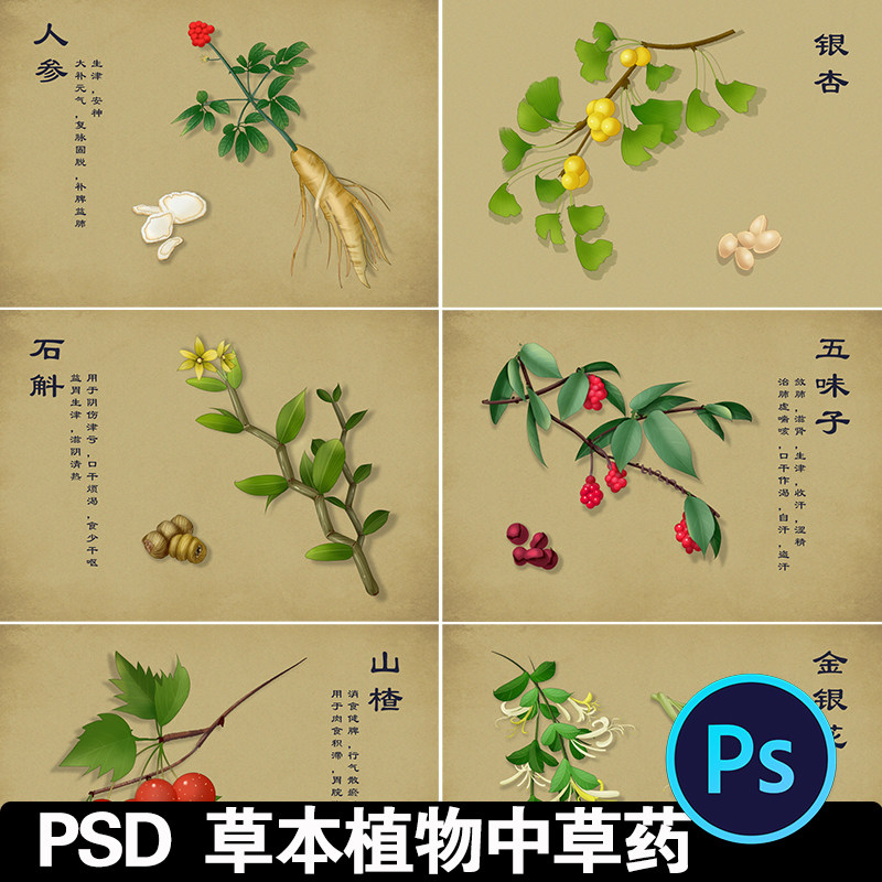 手绘常见中草药草本植物中药金银花科普图鉴模板海报PSD设计素材