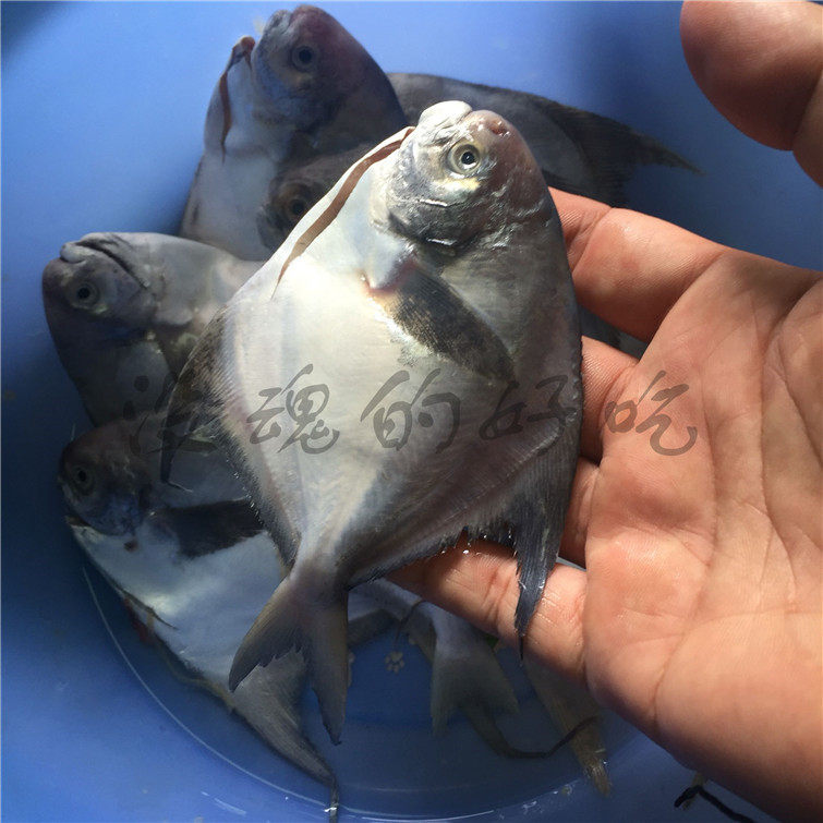 非冰鲜新鲜海鲜小鲳鱼鲳鳊鱼扁鱼银鲳鱼一斤如东本港代清洗干净