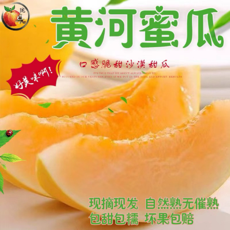 陕西西安黄河蜜瓜新鲜沙漠甜瓜当季水果脆甜多汁产地直发现摘现发