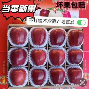 甘肃天水花牛苹果蛇红粉面沙甜婴儿辅食水果刮泥宝宝老人吃面苹果